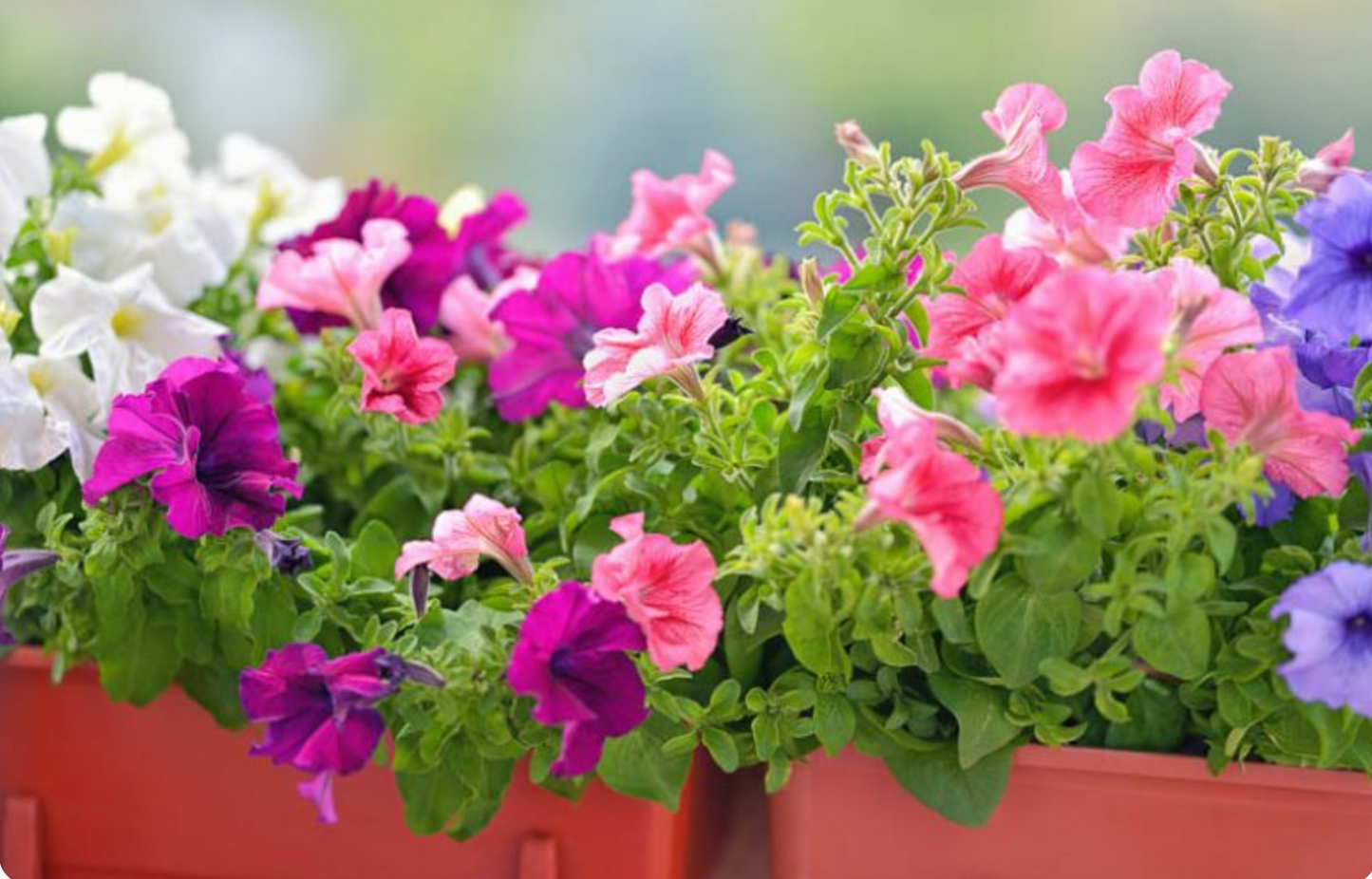 Flowering Annuals 4 Pack