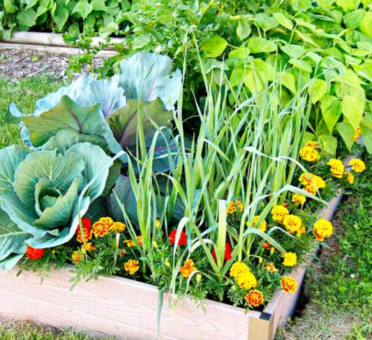 3-4 Pack Vegetable Plants