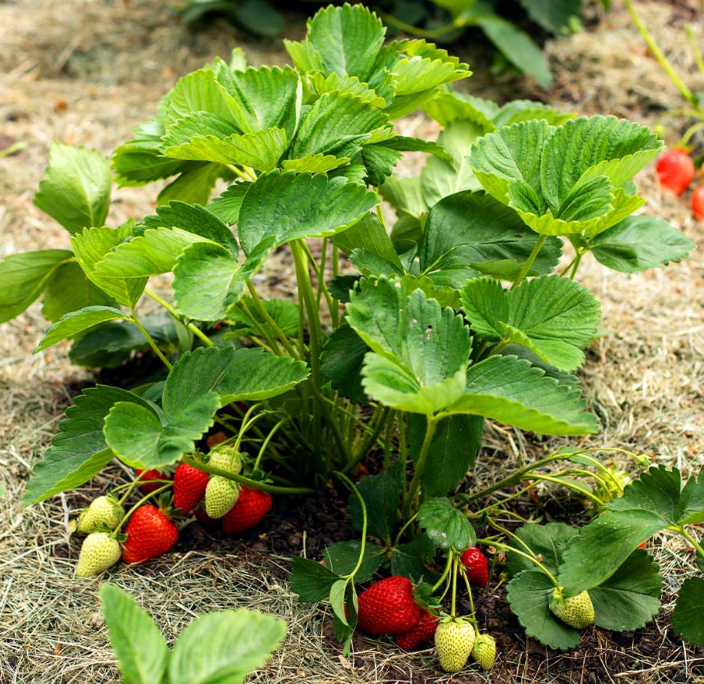 June Bearing Strawberry Plant 1 Quart