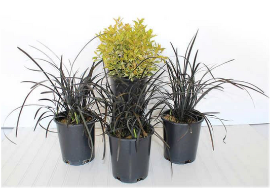 4.5" Garden Exclusives