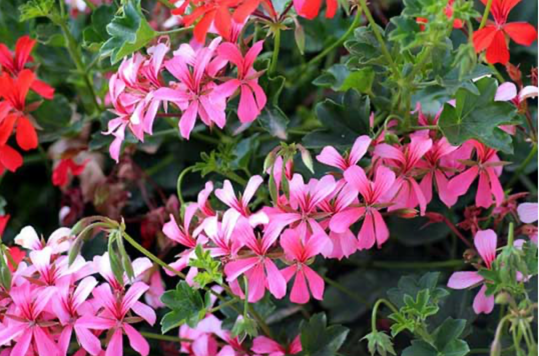 Ivy Geranium