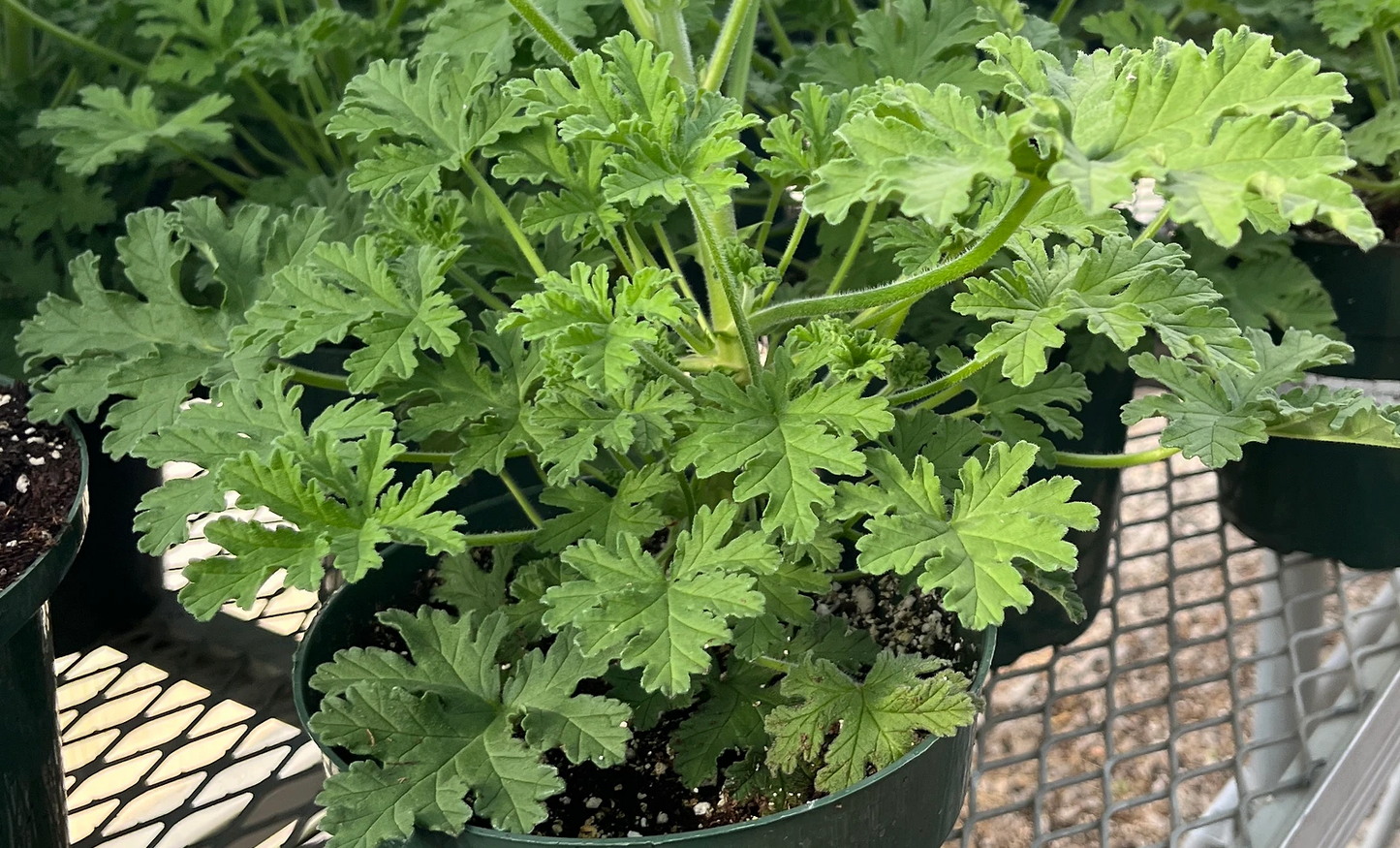 Citronella 6"