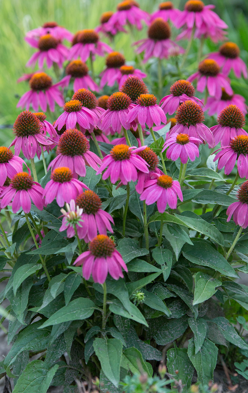 Pow Wow Wild Berry Coneflower #2