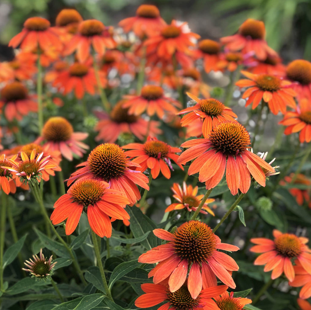 Sombrero Adobe Orange Coneflower