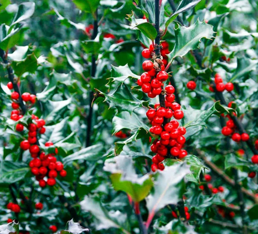 Blue Prince & Princess