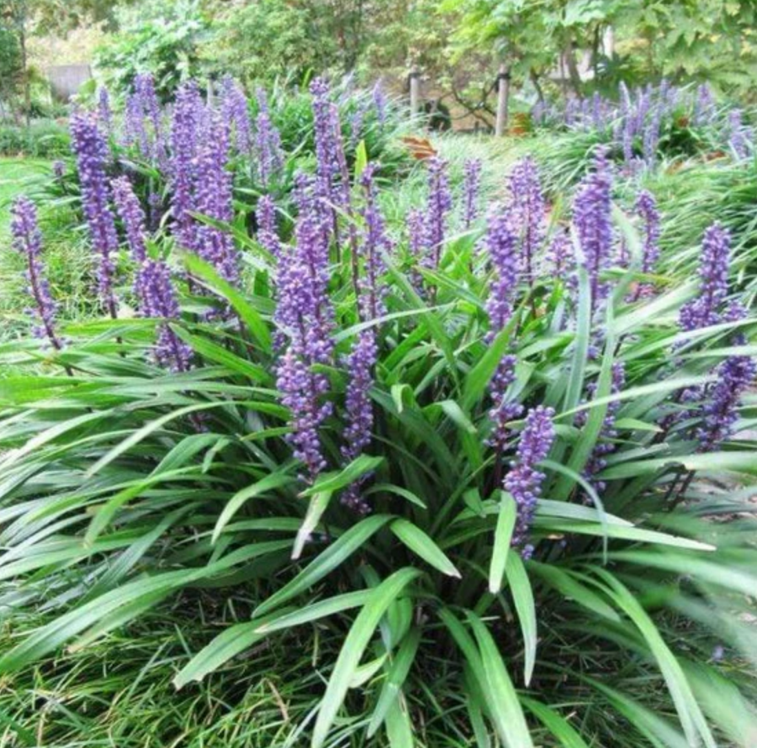 Muscari Big Blue