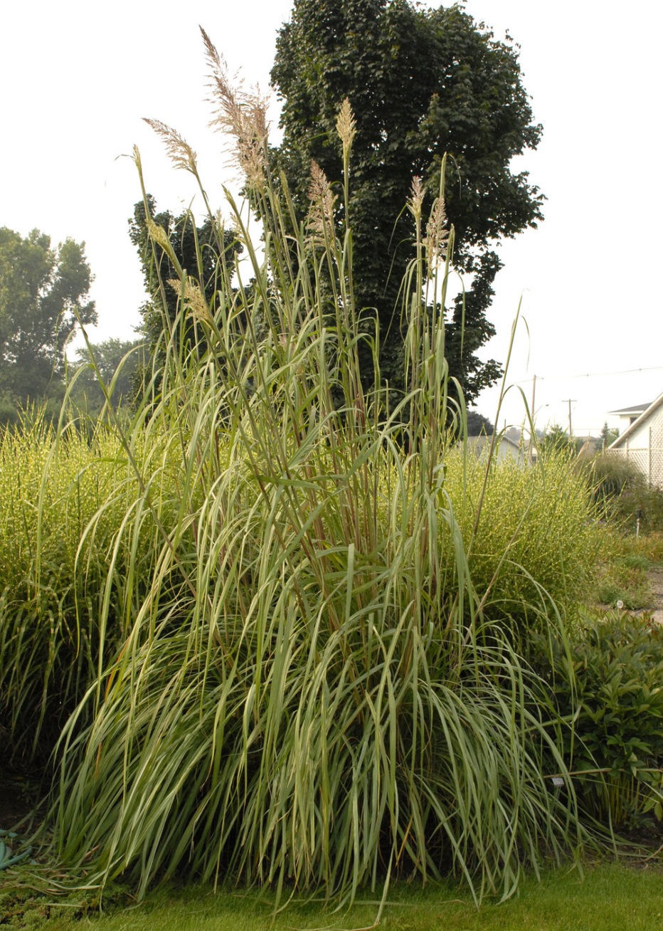 Ravenna Grass