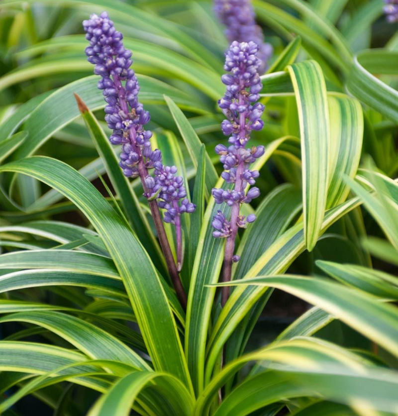 Muscari Variegata Liriope #1