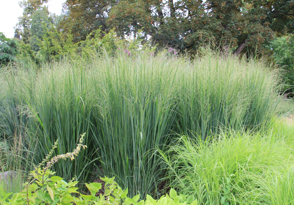 Panicum Virgatum Northwind (Switch Grass) #2
