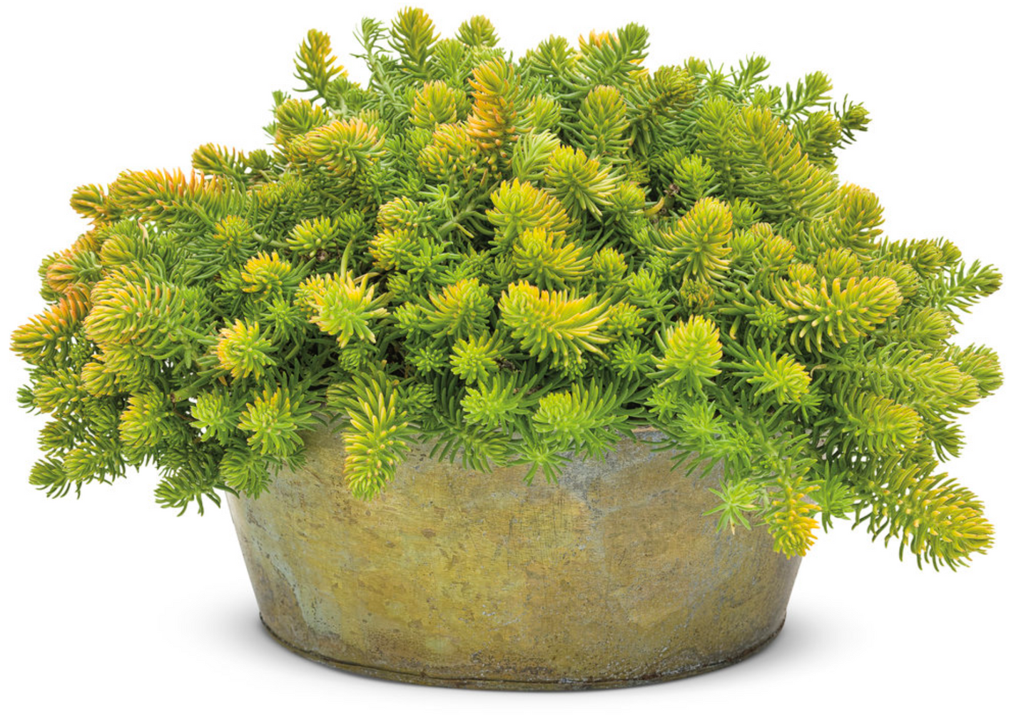 Prima Angelina Sedum