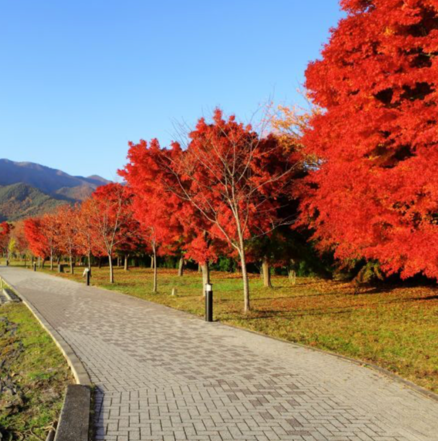 October Glory Red Maple 2"