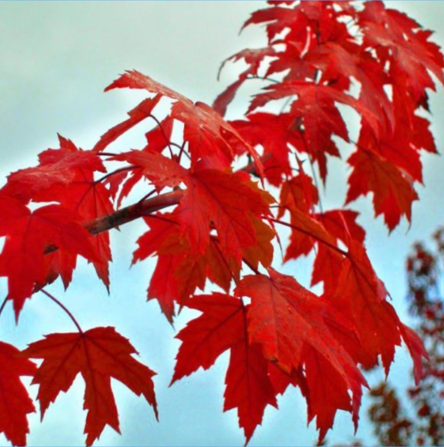 Autumn Blaze Maple 2"