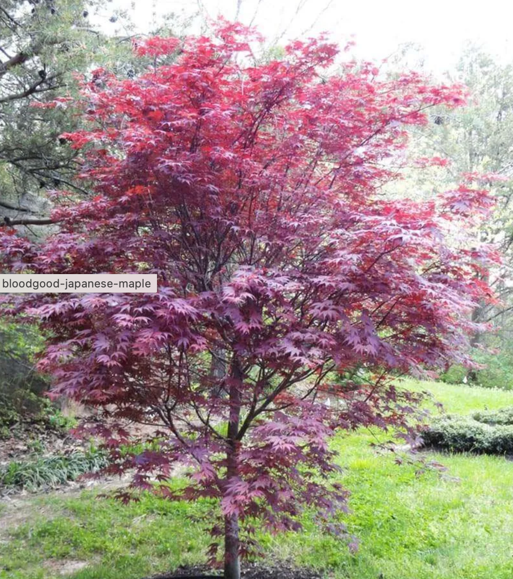 Acer Palmatum "Bloodgood" #7; 48"