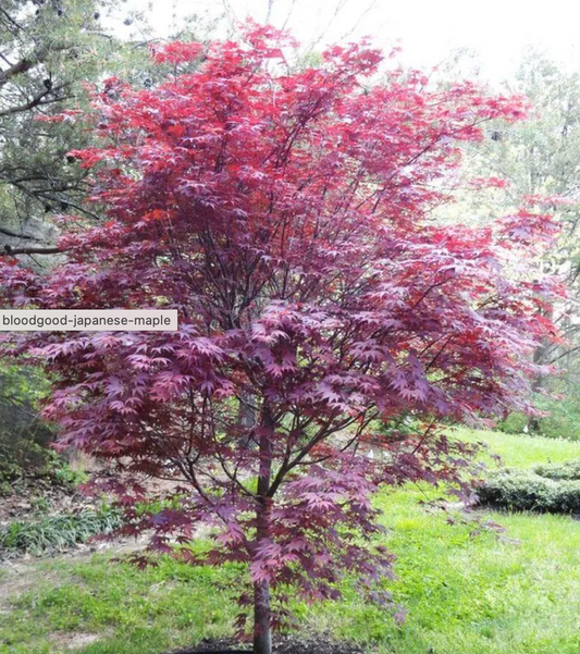Acer Palmatum "Bloodgood" #15; 54"