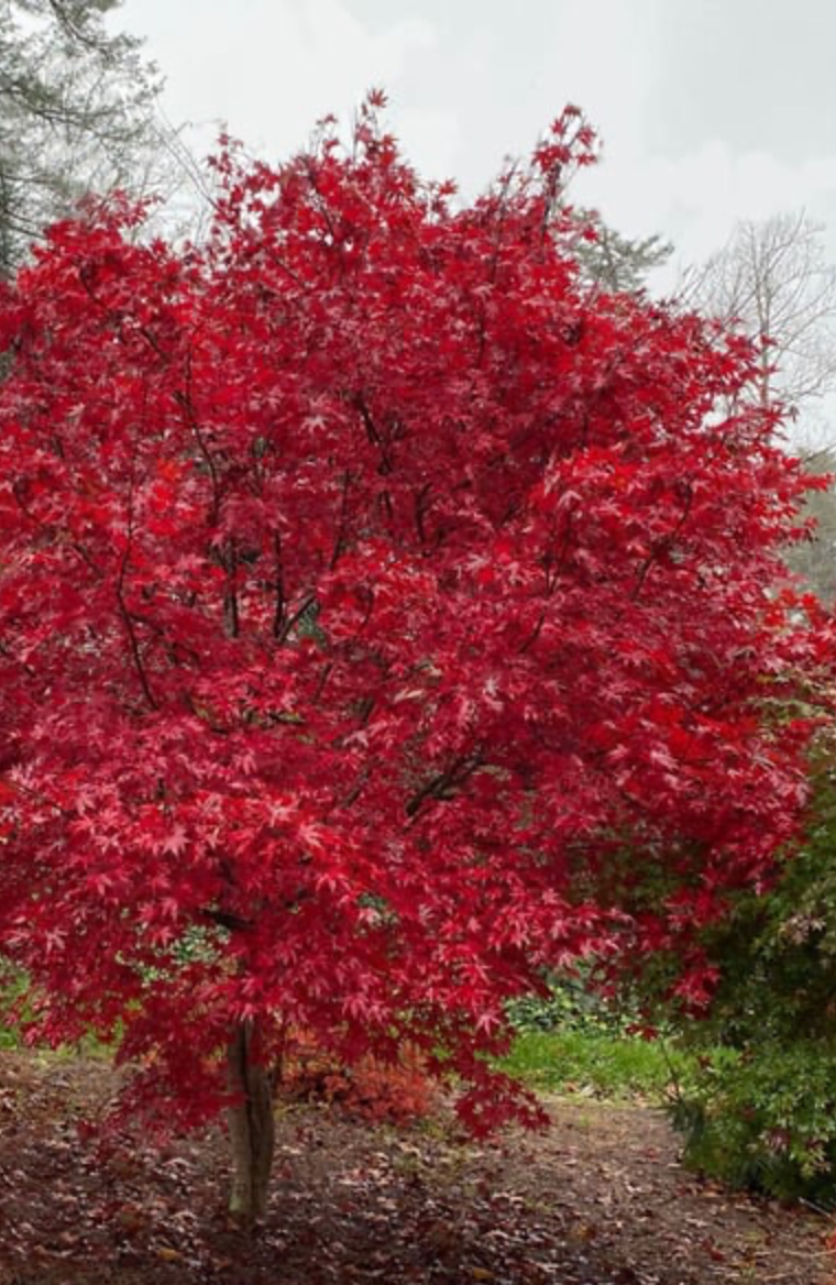 Acer Palmatum "Emperor 1" #15; 60"