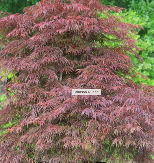 Acer "Crimson Queen" 24-30"