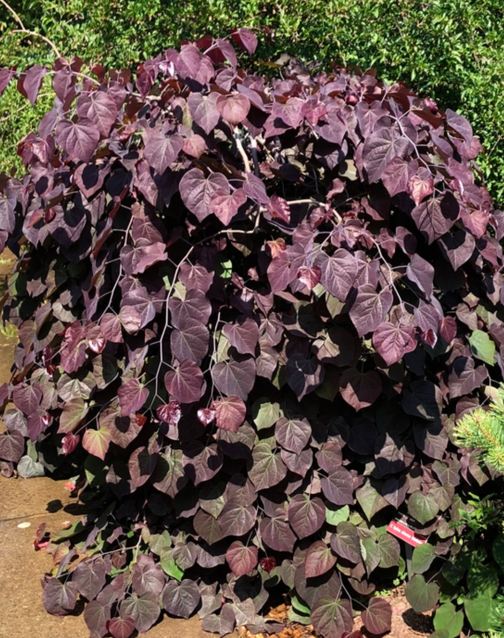 Cercis Canadensis "Ruby Falls" 6-7'HT