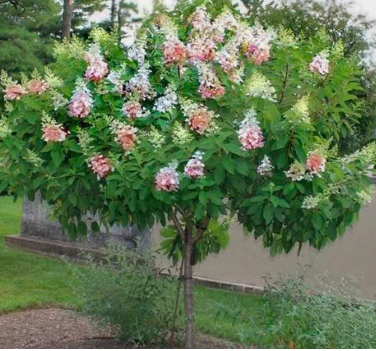 Hydrangea Pinky Winky Standing Tree
