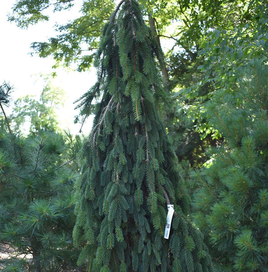 Picea Abies "Pendula" B&B 4-5' Ht