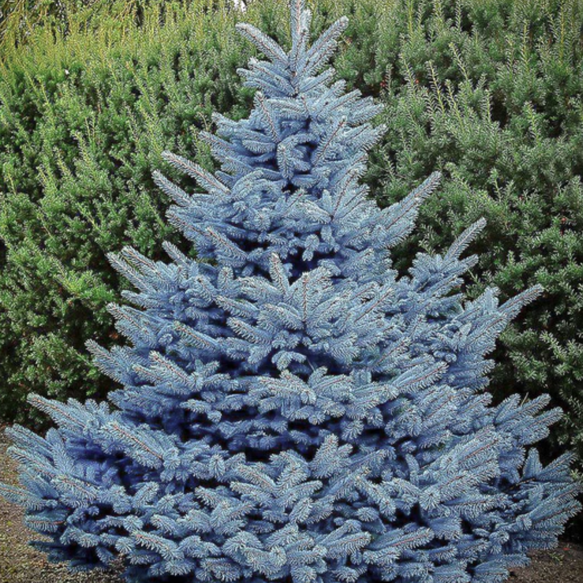 Picea Pungens Glauca "Baby Blue" 3-4' Ht.