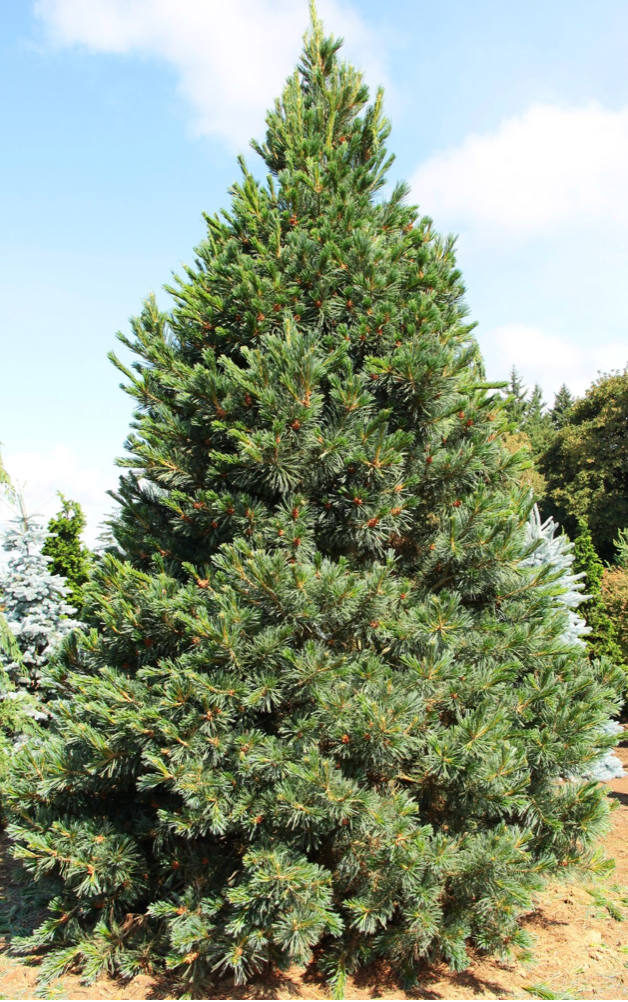 Pinus Flexilis "Vanderwolf" B&B 4-5' Ht.