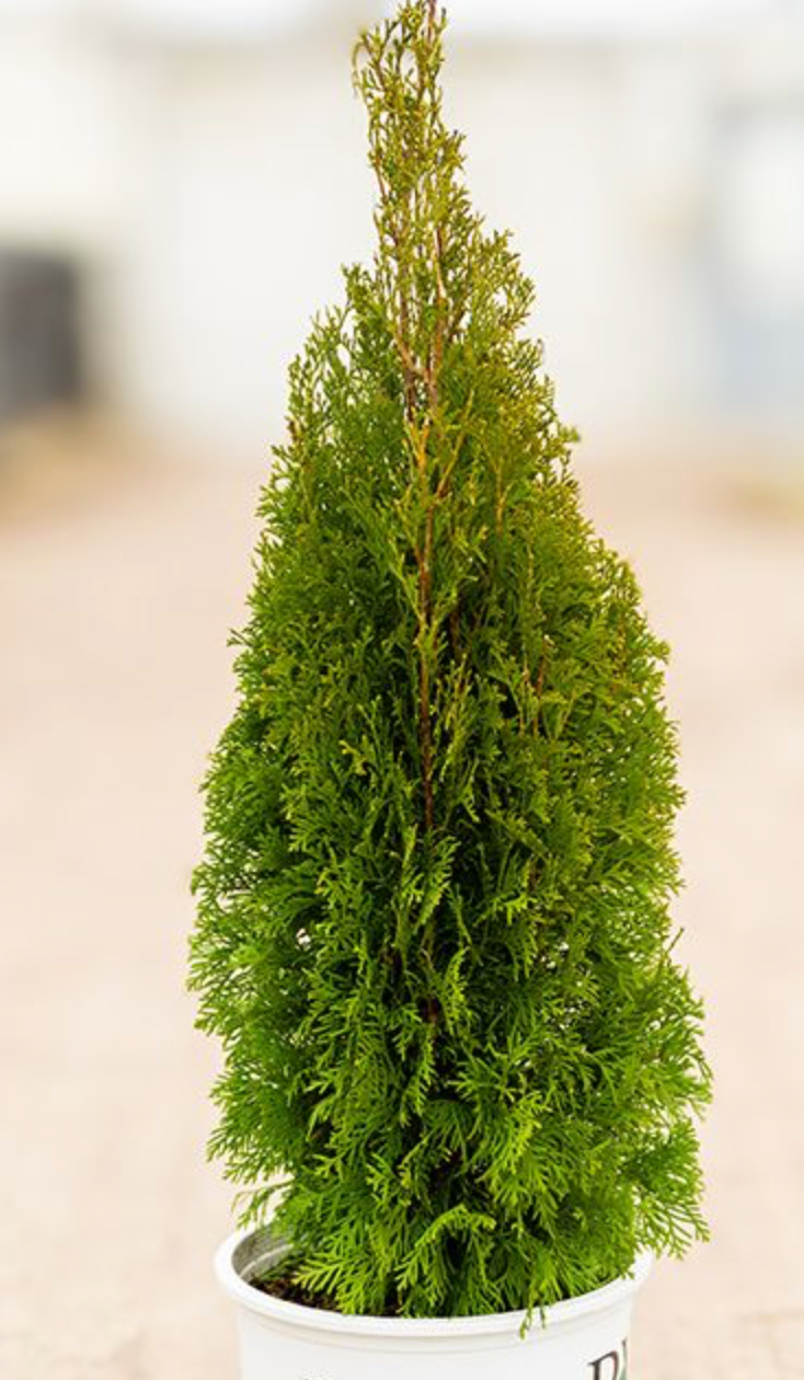 North Pole Arb 4-5' Ht.