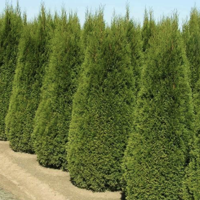 Green Emerald Arb 5-6' Ht. B&B
