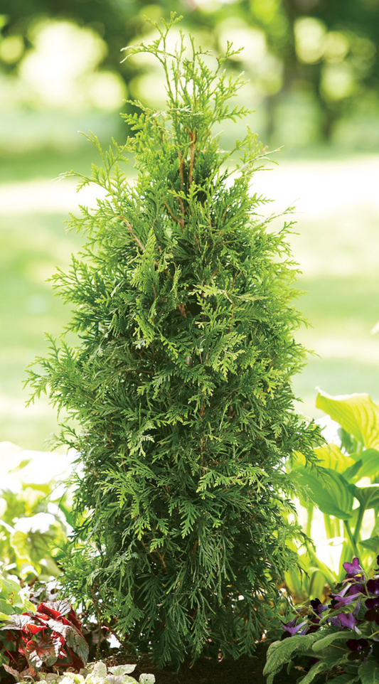 Spring Grove Arb 5'-6'