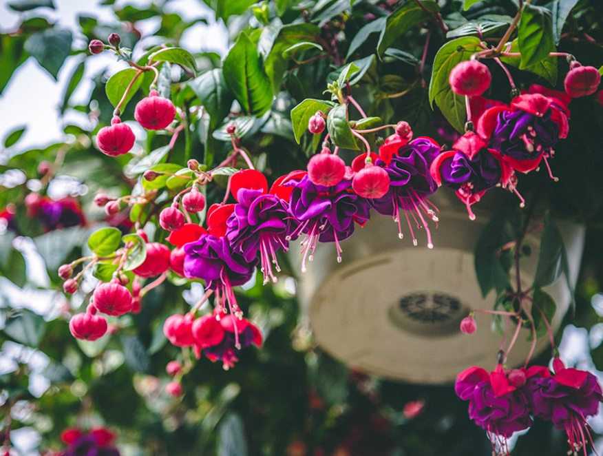 Hanging Fuchsia