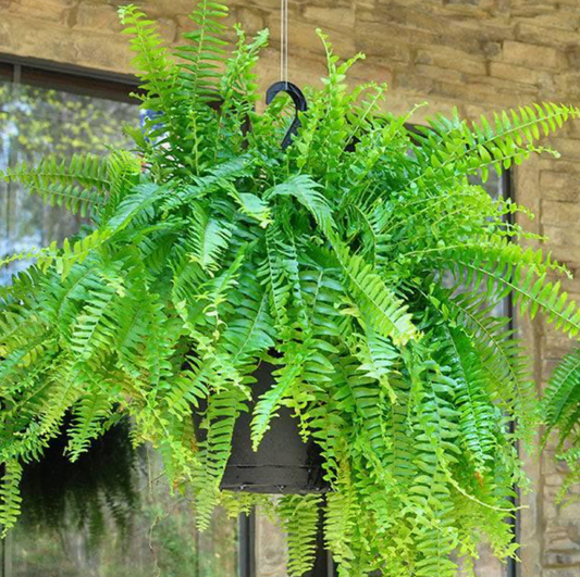 10" Hanging Boston Fern