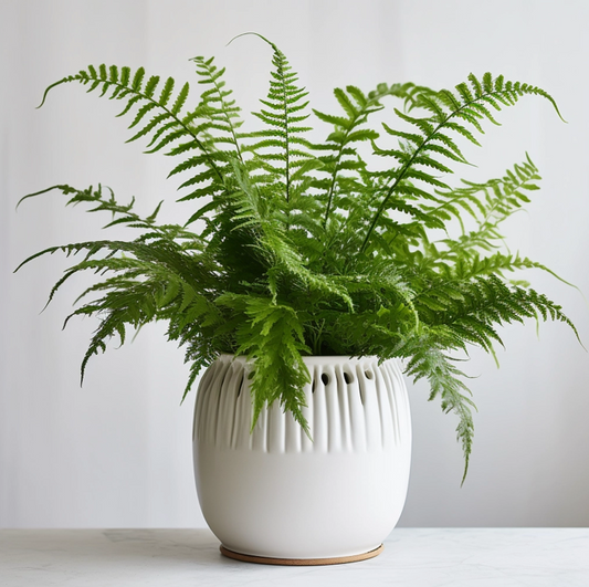 10" Kimberly Queen Fern
