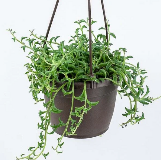 String of Dolphins 6" Hanging Basket