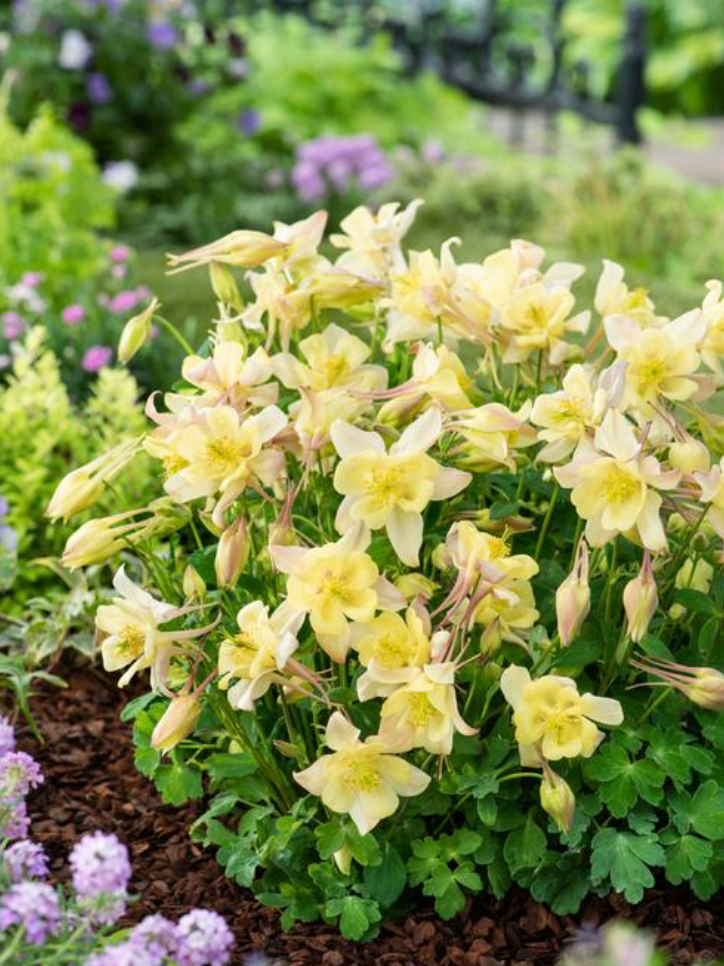 Columbine. Origami Yellow #1