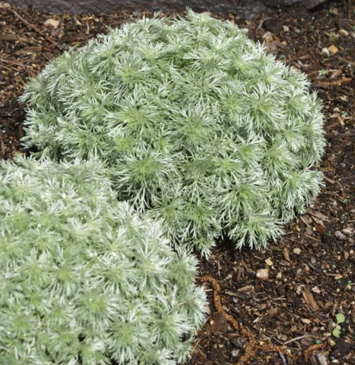 Artemisia Silver Mound #1