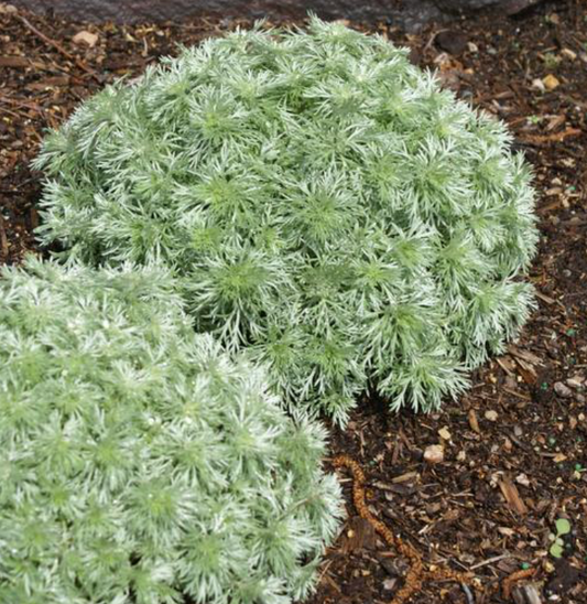 Artemisia Silver Mound #1