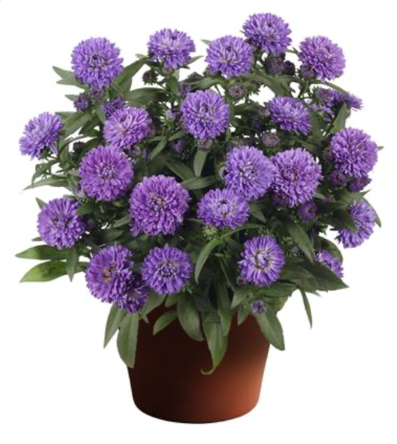 Aster Showmakers Blue Bayou #1
