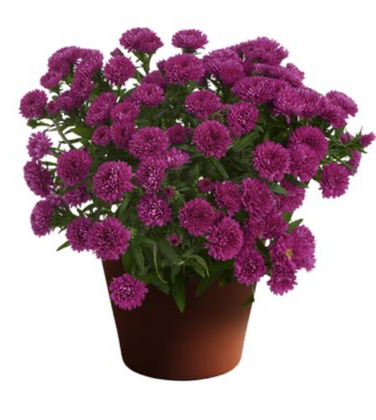 Aster Showmaker Magenta #1