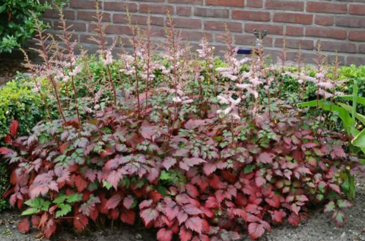 Astilbe Color Flash #1