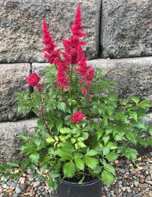 Astilbe Red Fanal #1