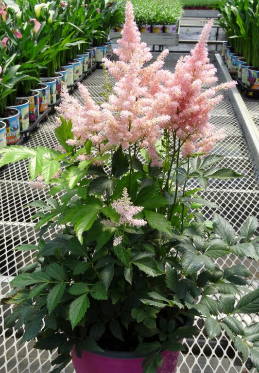 Astilbe Peach Blossom #1