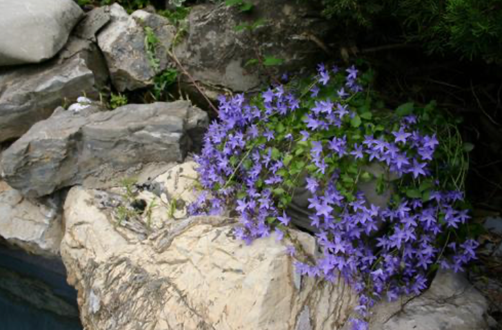 Campanula Blue Waterfall #1