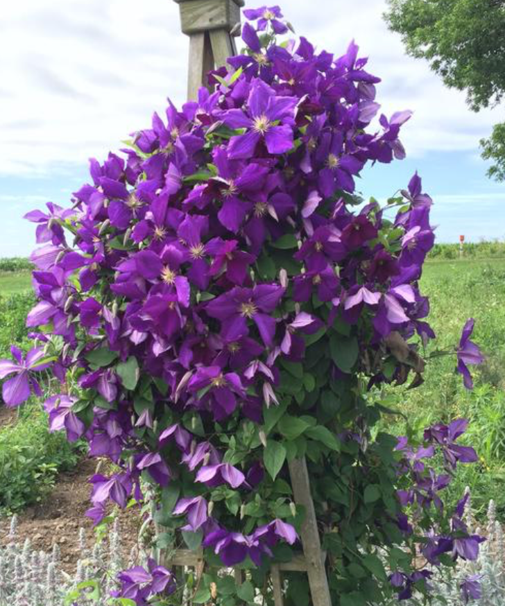Clematis Jackmanii #1
