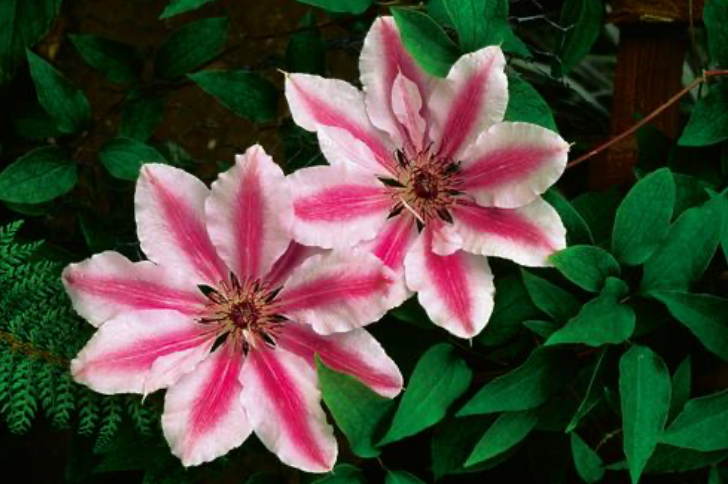 Clematis Nelly Moser #1