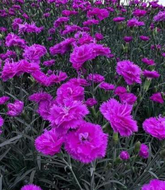 Dianthus Pink Fire #1
