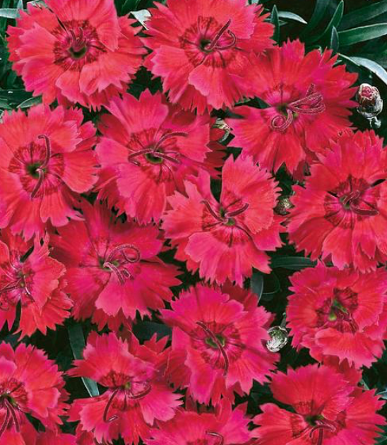 Dianthus Fire Star #1