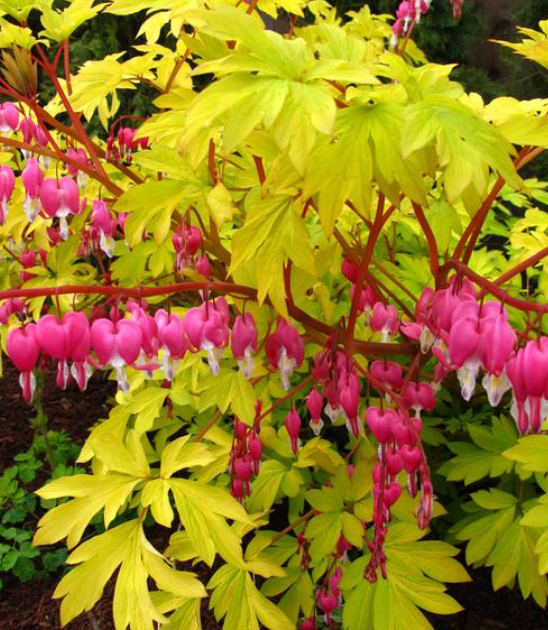 Dicentra Gold Heart #1