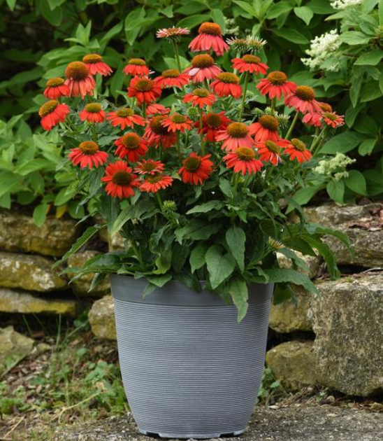 Cone Flower Artisan Red Ombre #1