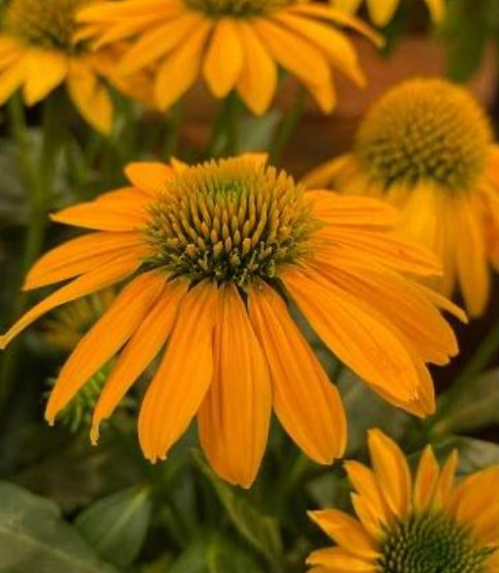 Coneflower Artisan Yellow Ombre #1