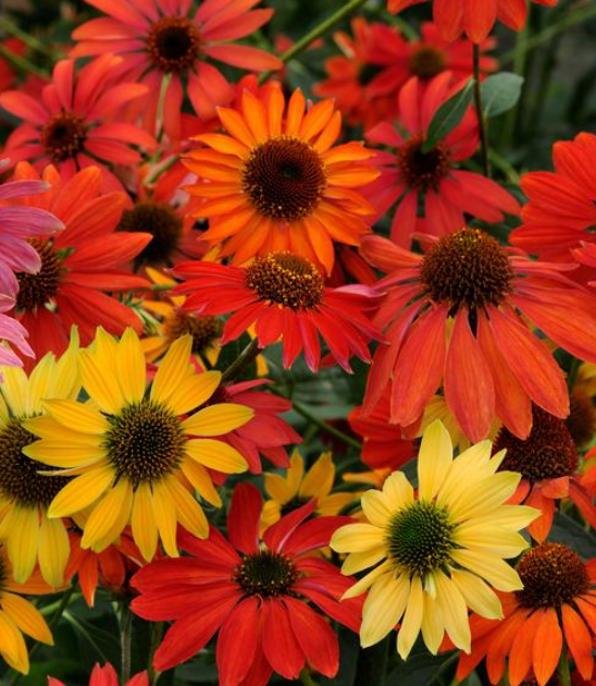 Coneflower Artisan Cheyenne Spirit #1