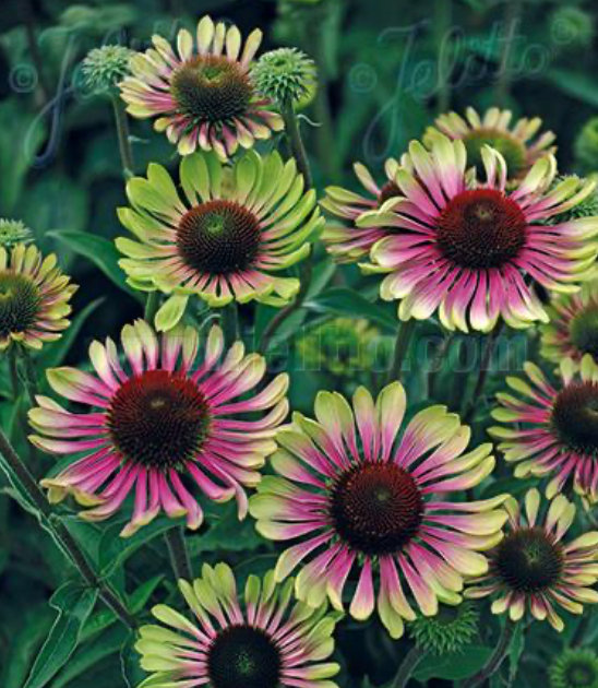 Coneflower Green Twister #1